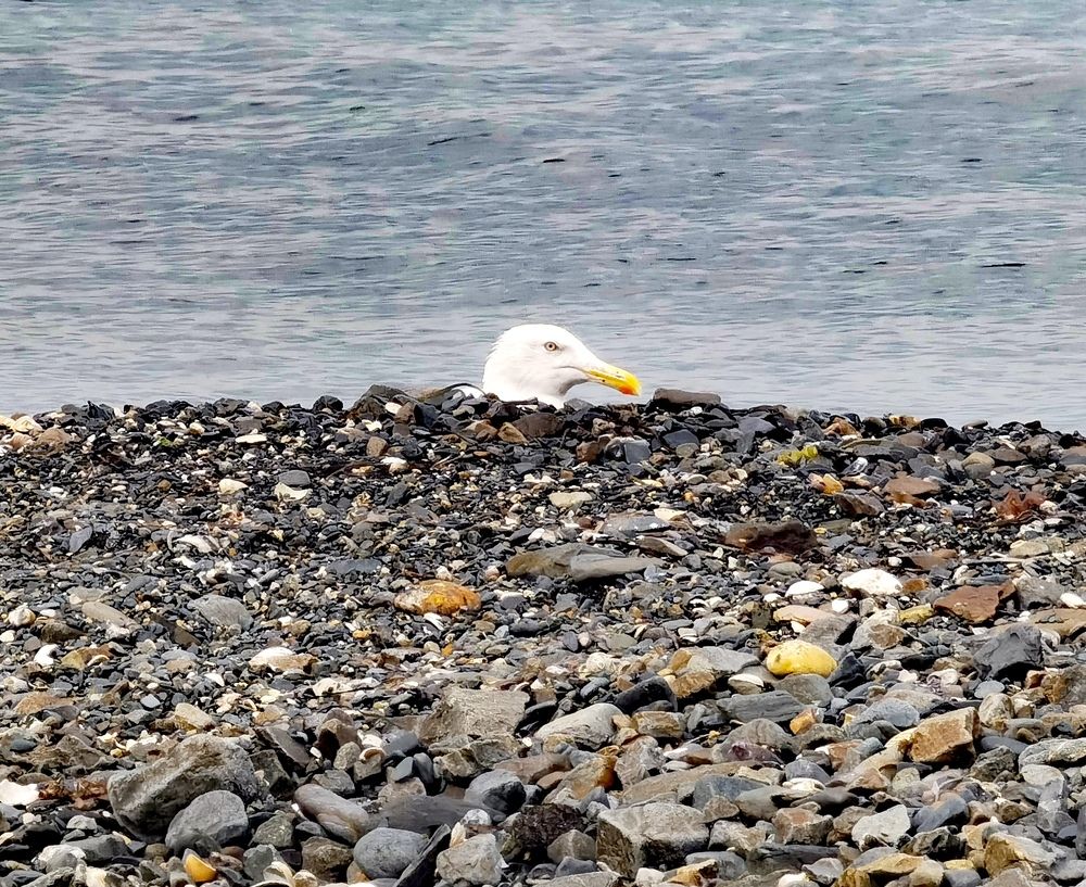 Photograph by Олеся Ивановна Жанько