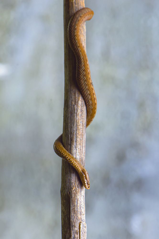 Photograph by Andrii Husak