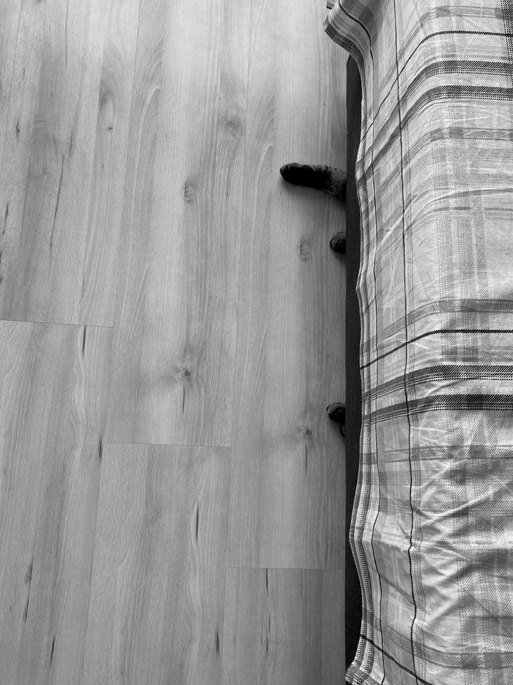 Cat Under Bed