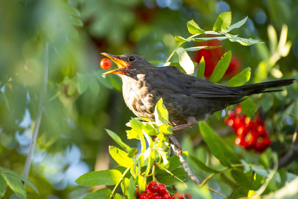 Photograph by Мария Долбич