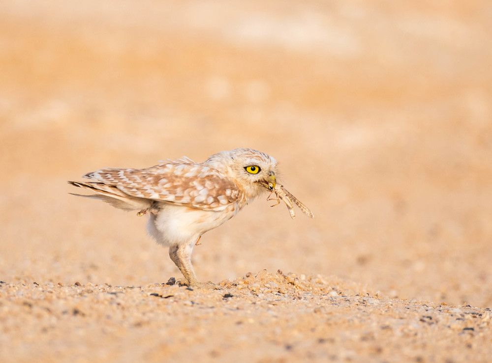 Little Owl feeding on a Locust