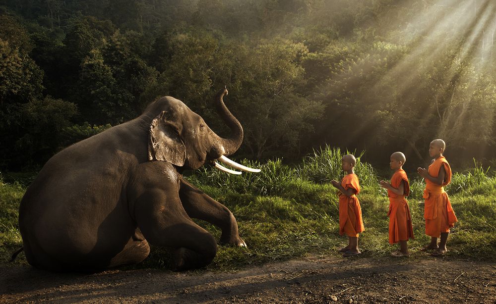 Monks and elephants