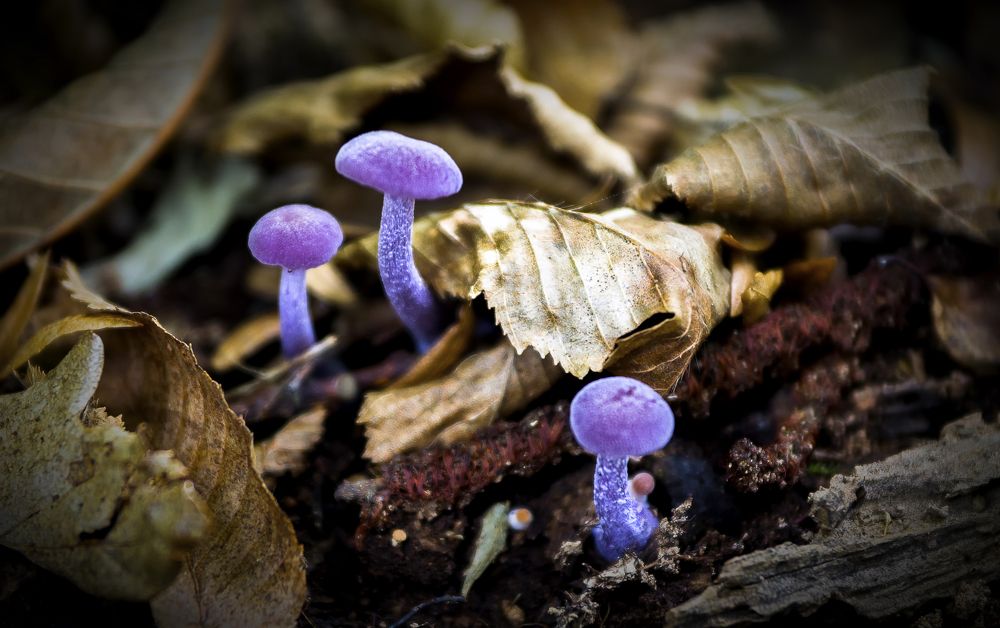 Photograph by Роман Приходько