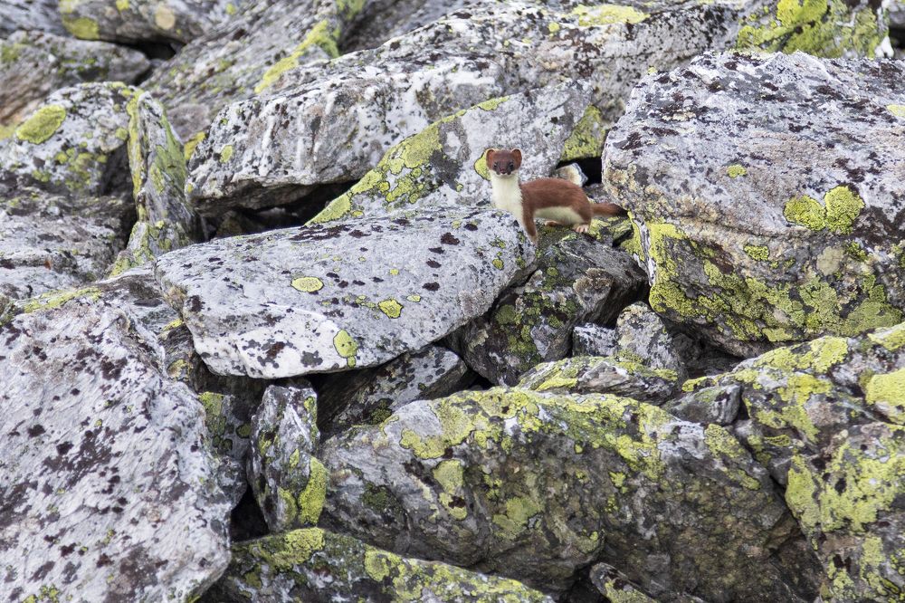 Любопытный горностай