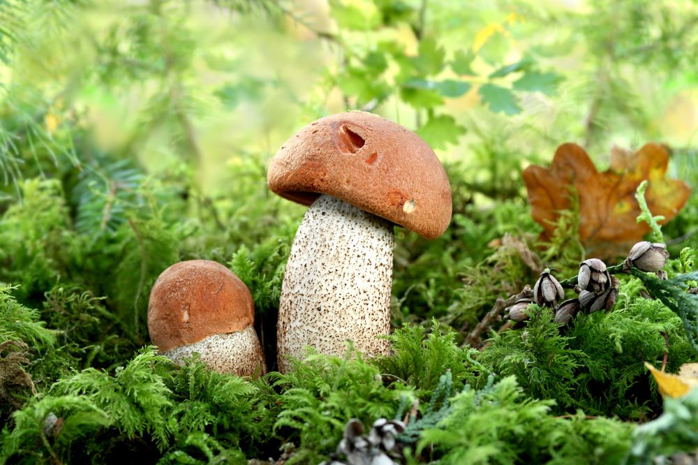 Photograph by Шруб (Беляева) Татьяна