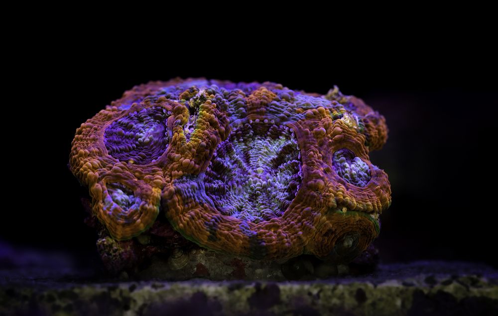 Photograph by Армен Майтесян