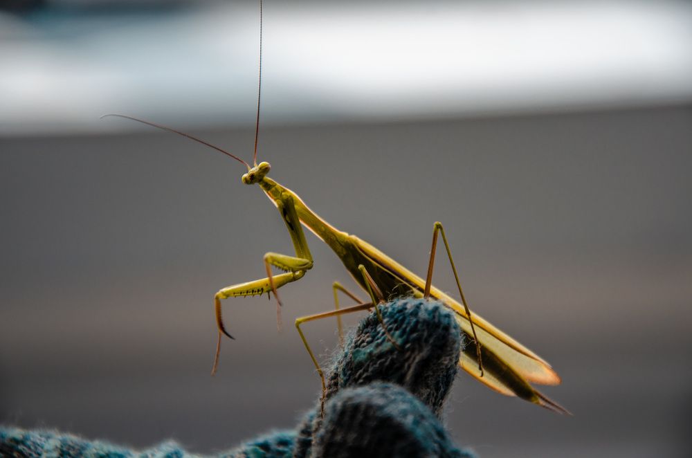 Весёлый богомол.