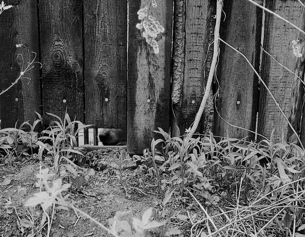 Собачья жизнь