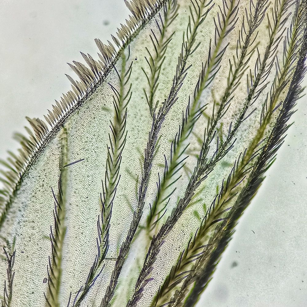 Photograph by San Yu Maung