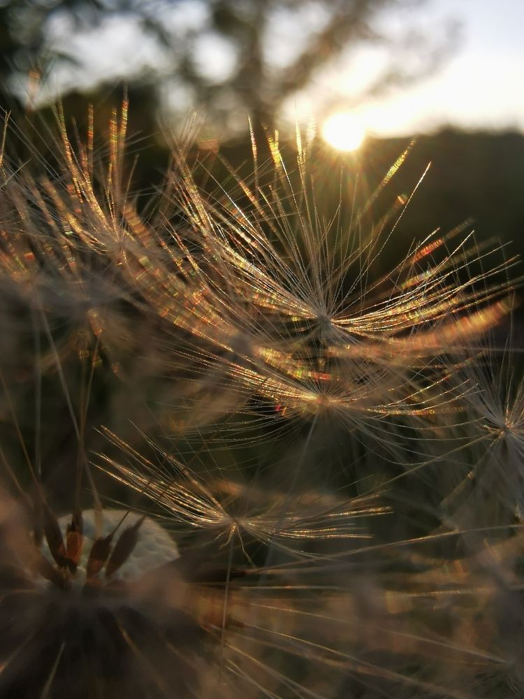 Золото в одуванчиках