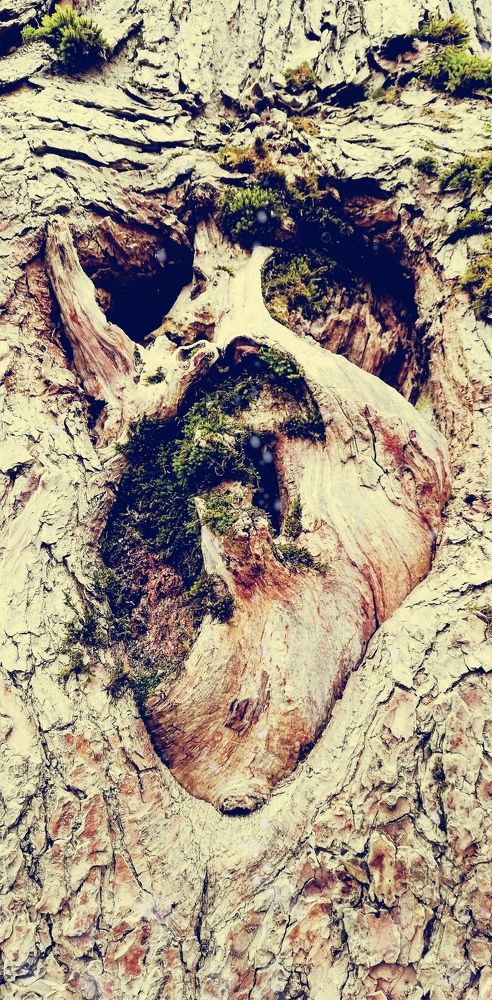 Обнажённое сердце