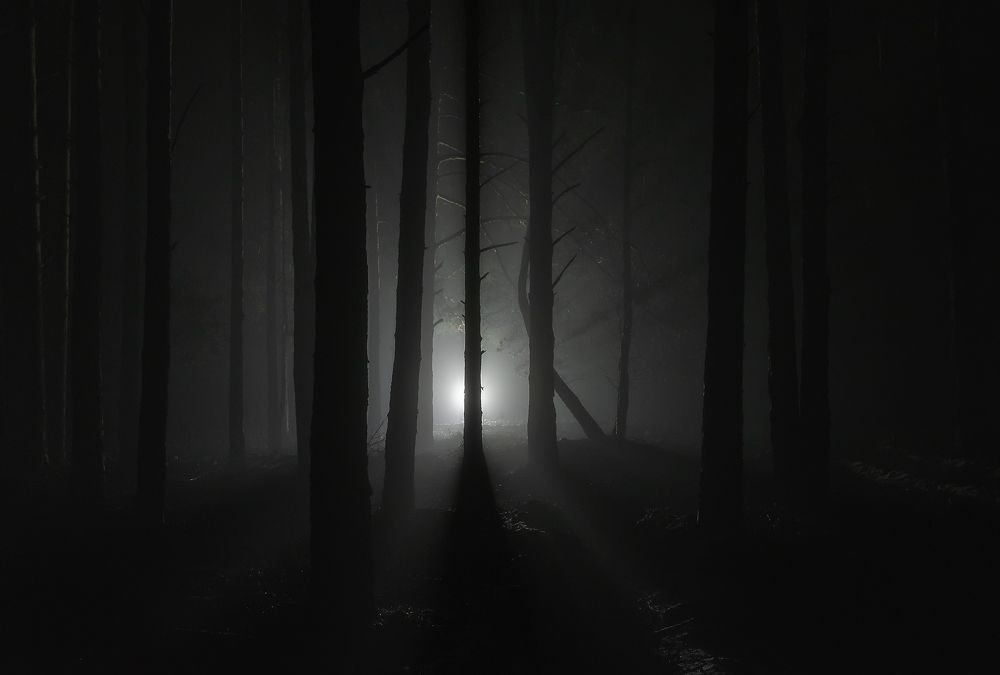 Dark forest
