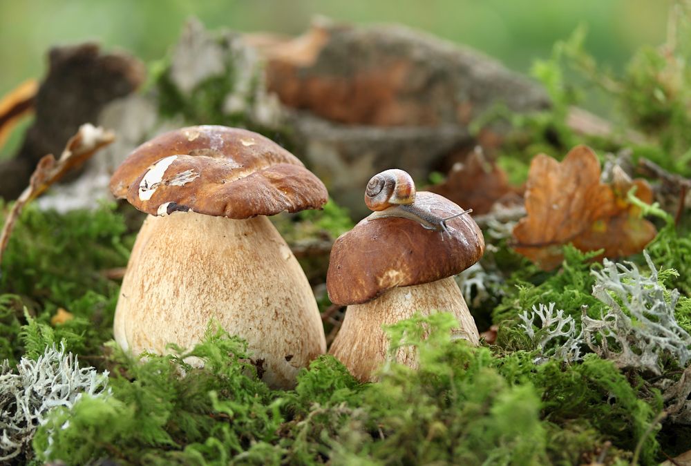 Photograph by Шруб (Беляева) Татьяна