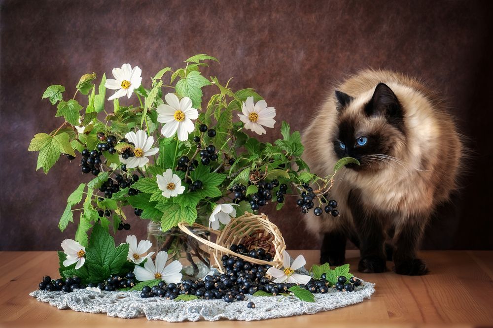 Меховой цветок