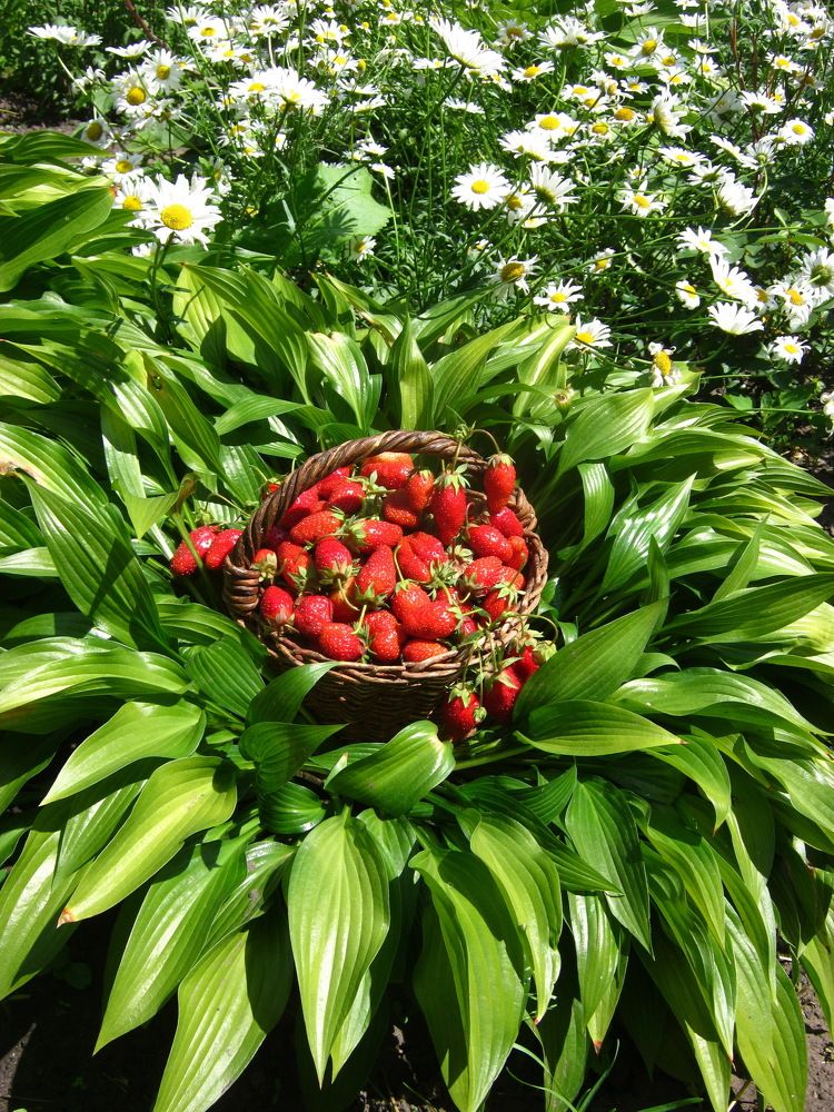 Photograph by Владимир Подкуйко