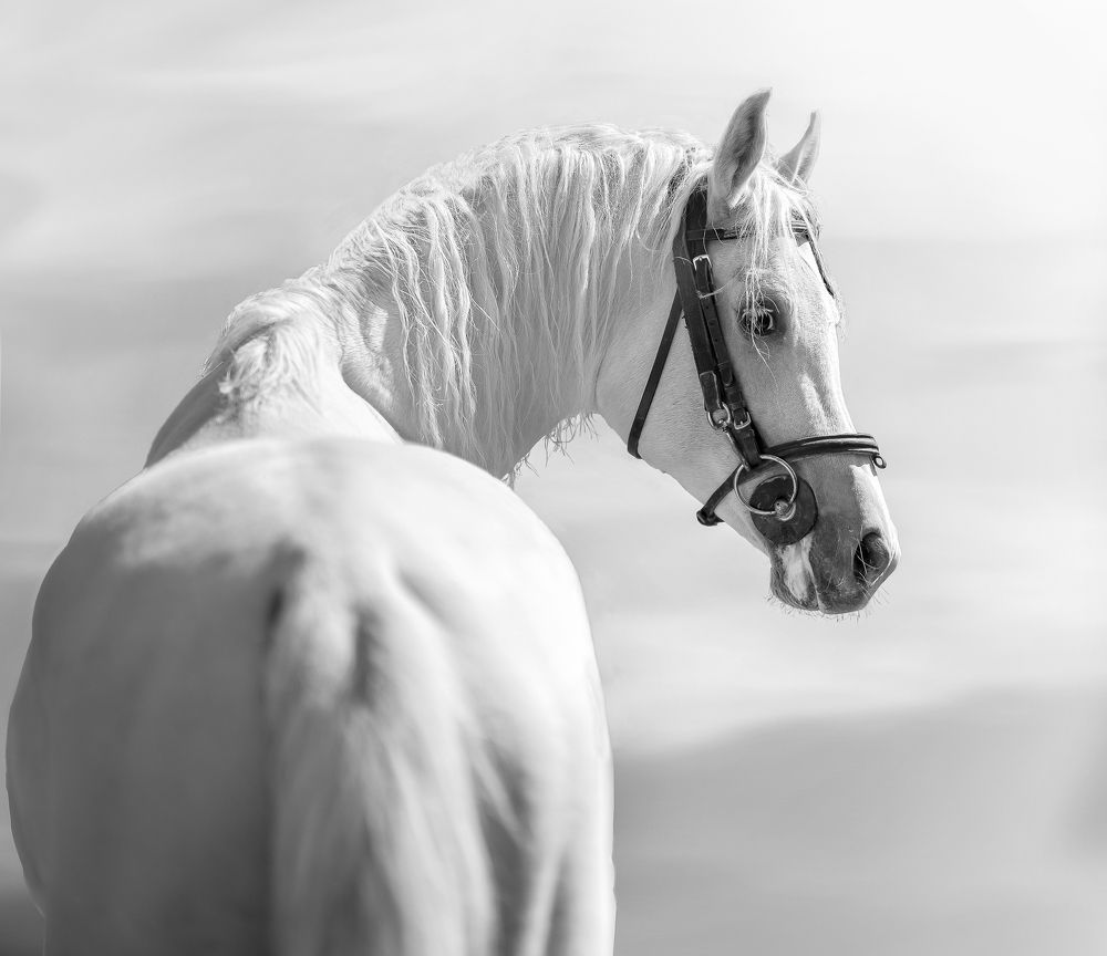 Photograph by amir_arsalan ezazi