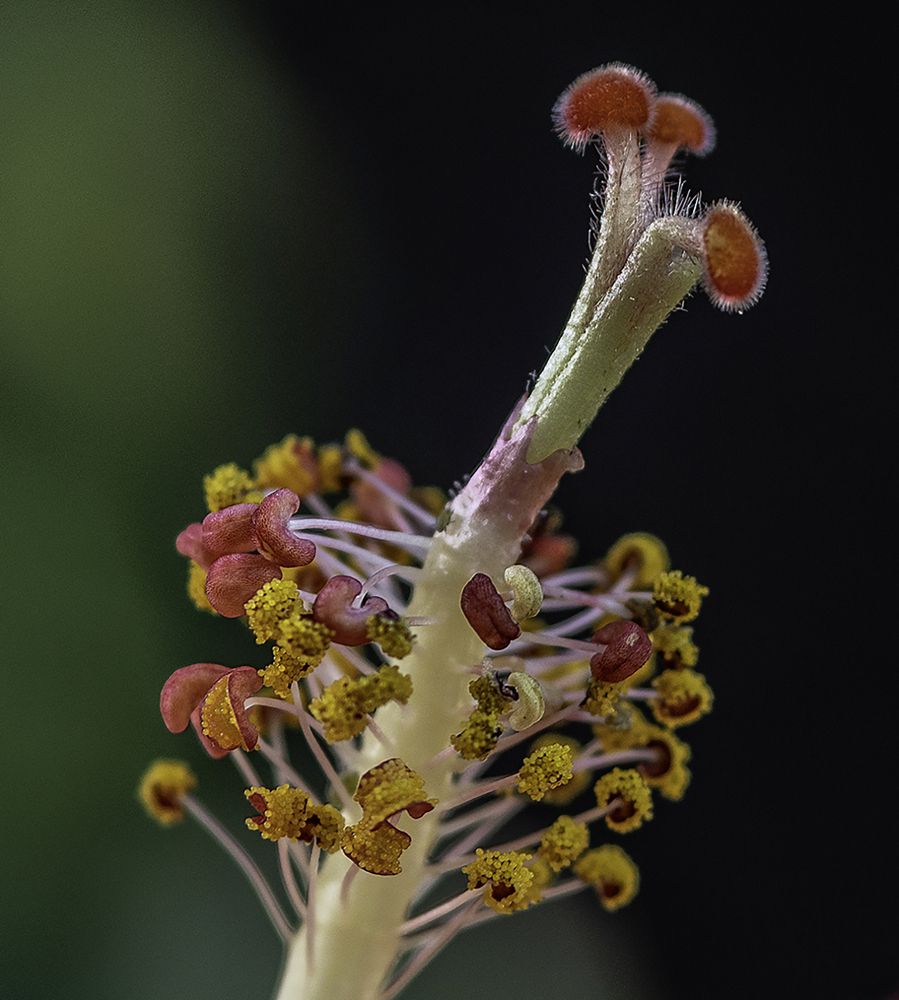 Hibiscus Stamen