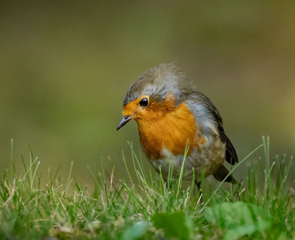 Этюды с зарянкой