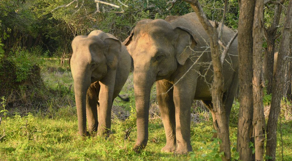 Photograph by B. Rathnayake Isuru
