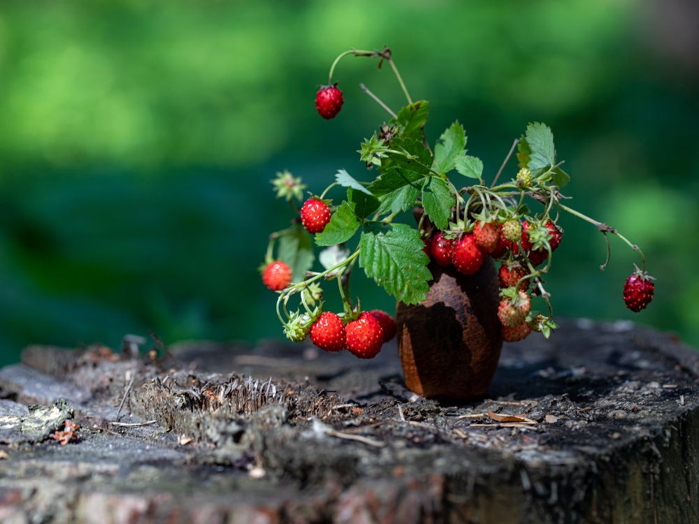 Photograph by Людмила Аксенова