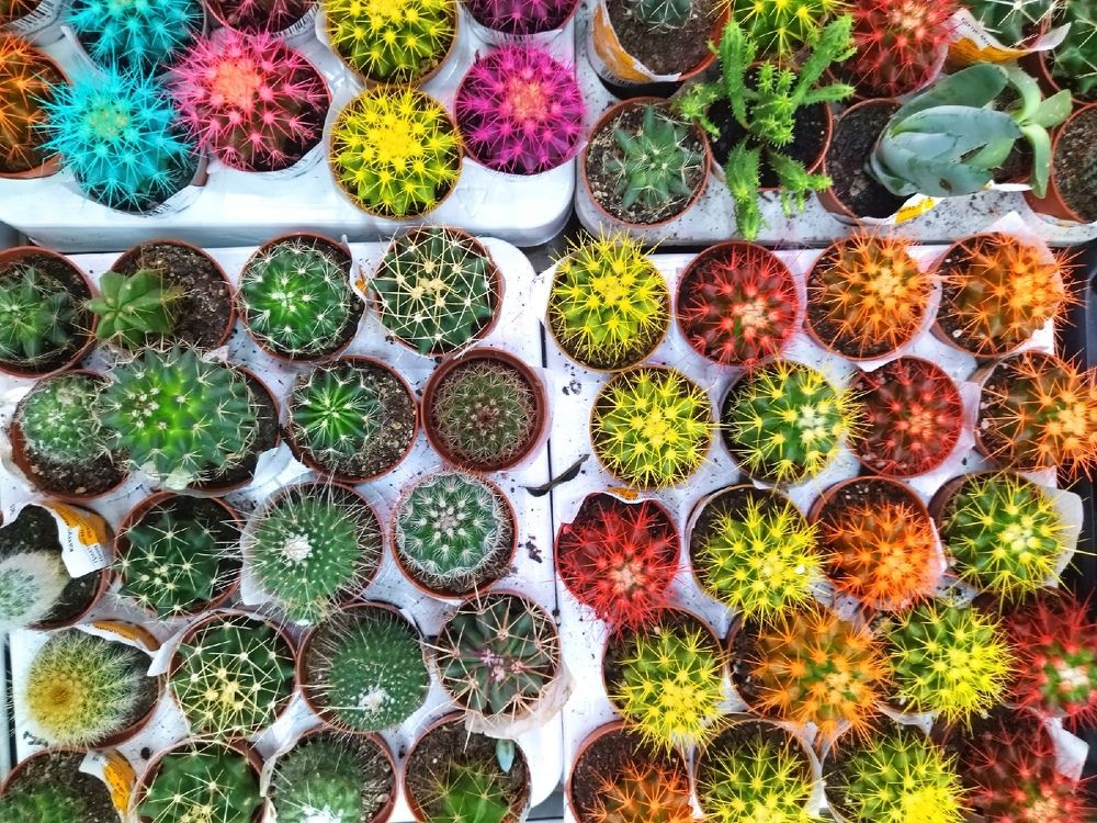 Photograph by Карина Шаланкова