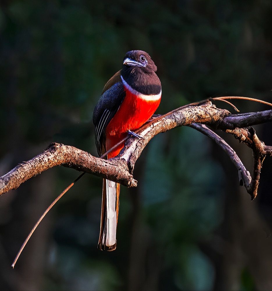 The Malabar trogon ... (Harpactes fasciatus)
