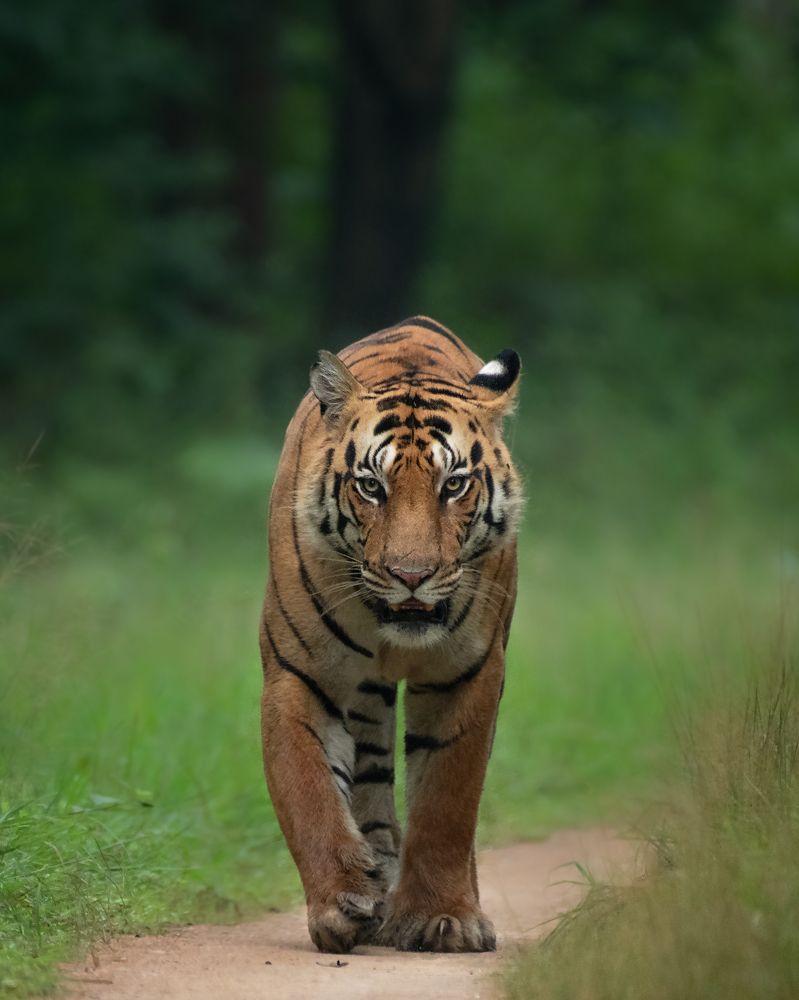 Photograph by Prashant Singh