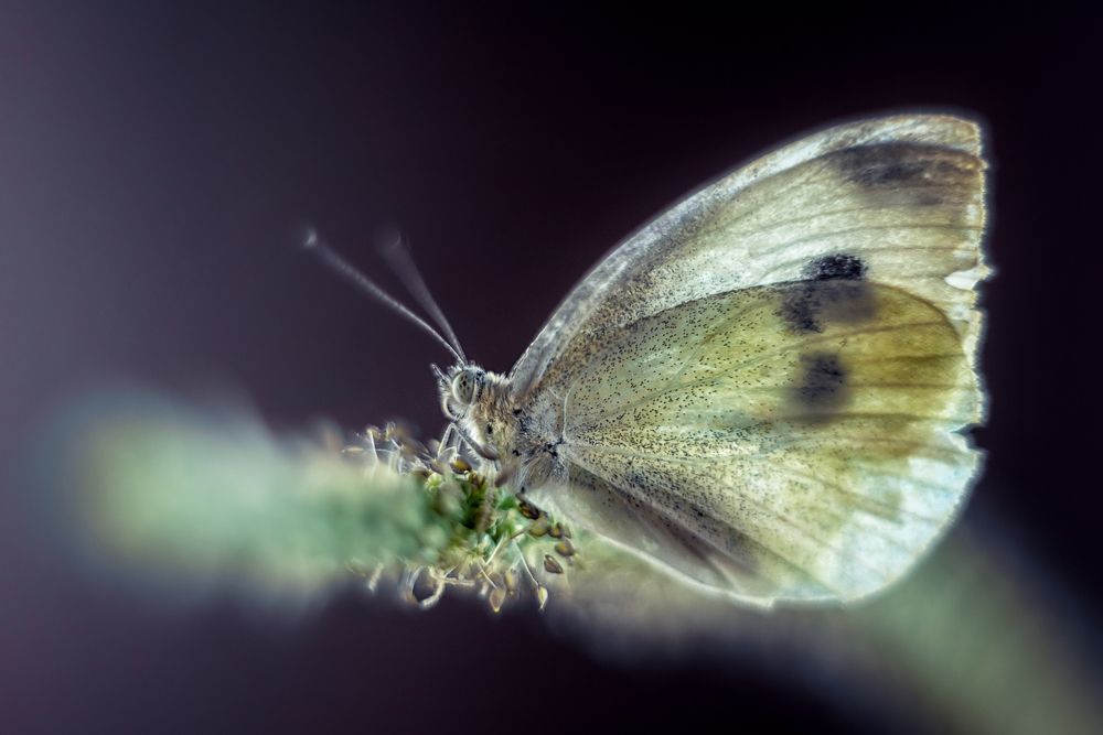 Хрупкая, нежная и независимая