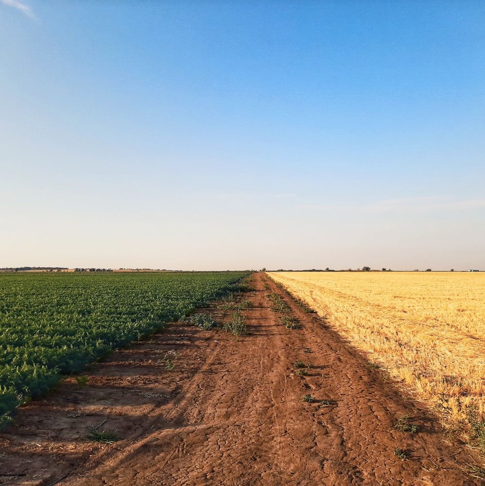 Игра цвета (The color game)