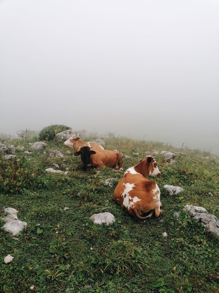 Photo #6421751