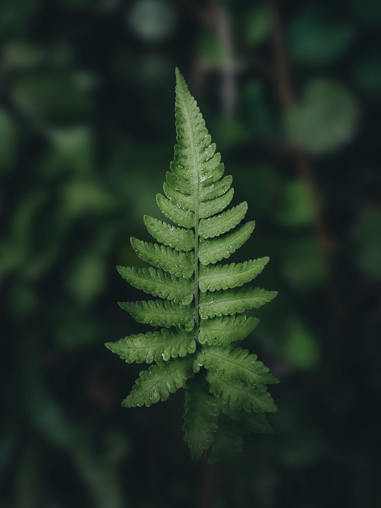 Photograph by Madhawa Dissanayaka