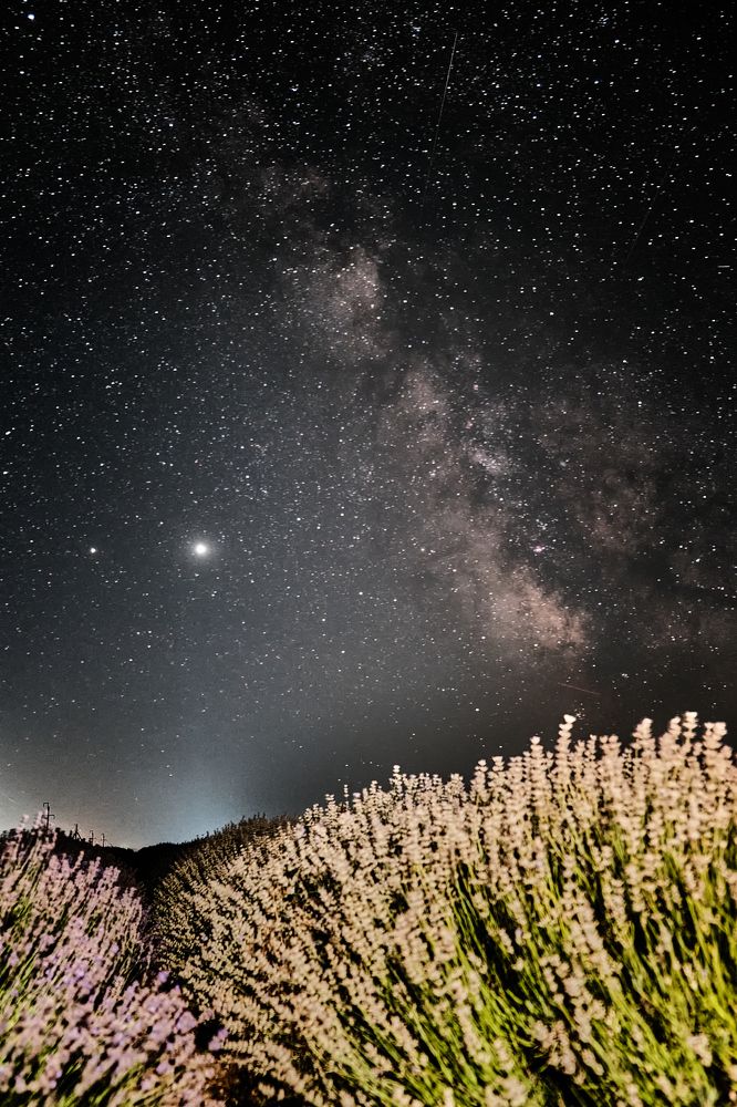 Звездная лаванда