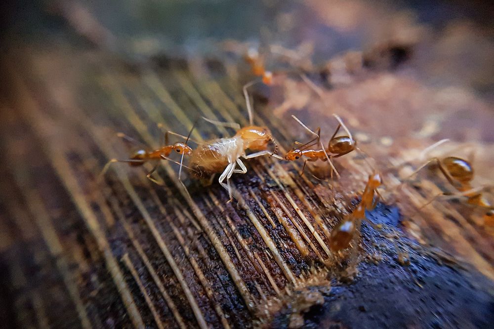 Photograph by Dileeka Giyantha Liyana Kankanamge