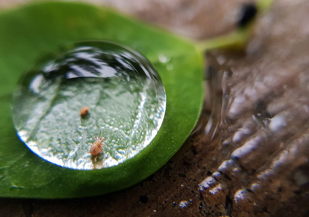 Photograph by Dileeka Giyantha Liyana Kankanamge