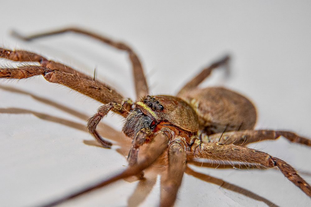 Photograph by Dileeka Giyantha Liyana Kankanamge