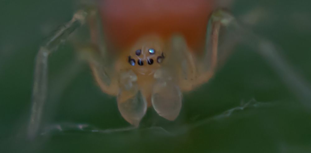 Spiders Eyes