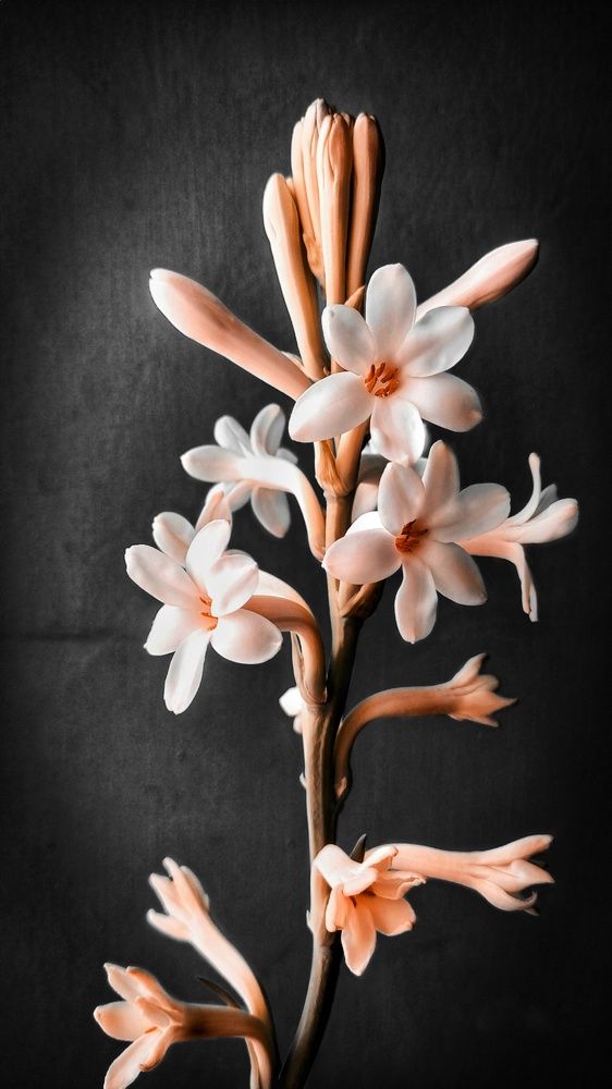 Photograph by Subham Biswas