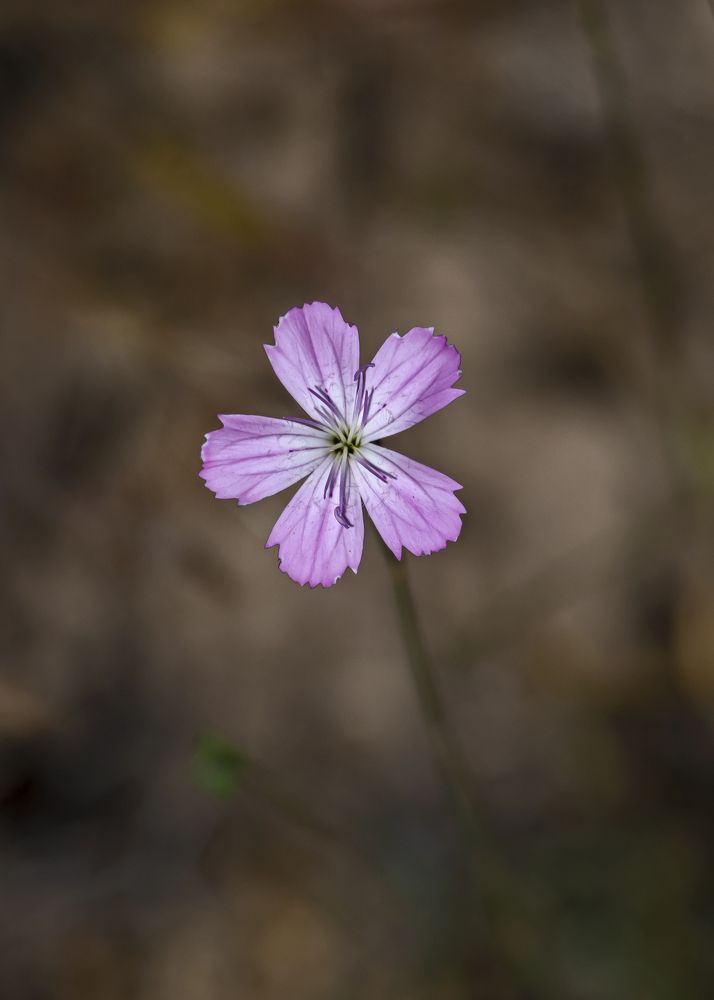 Photograph by selçuk kayan