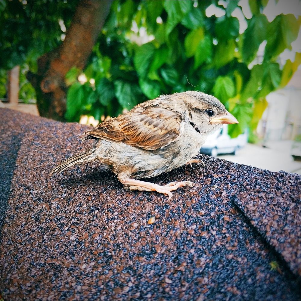 Photograph by Николай Ковальчук