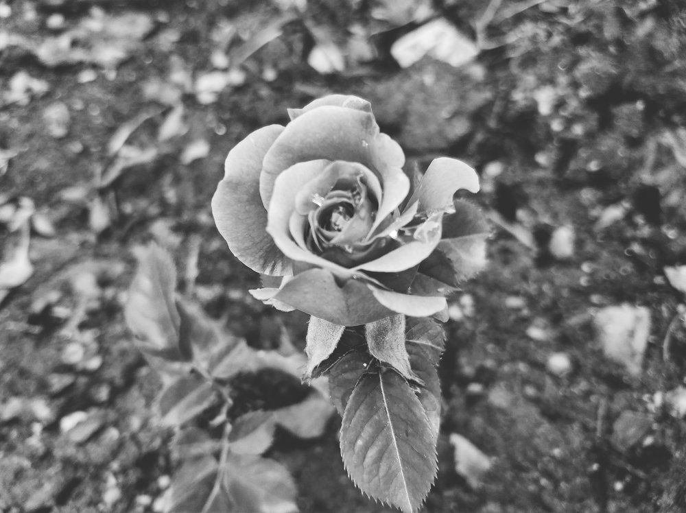 Photograph by Николай Ковальчук