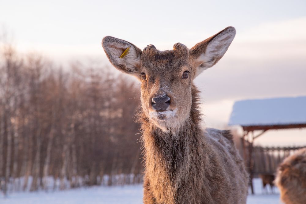 Оленья ферма