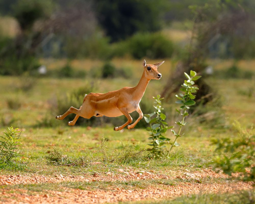 Photograph by Thothadri Ch