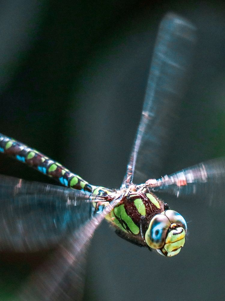Дозорщик-император