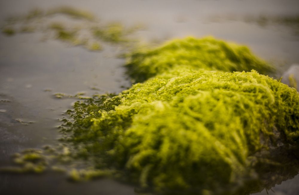 Algae