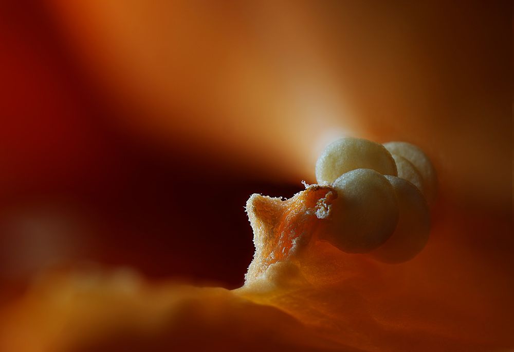 Photograph by Eduardo Modolo