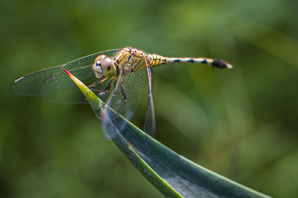 Photograph by BIDESH DUTTA