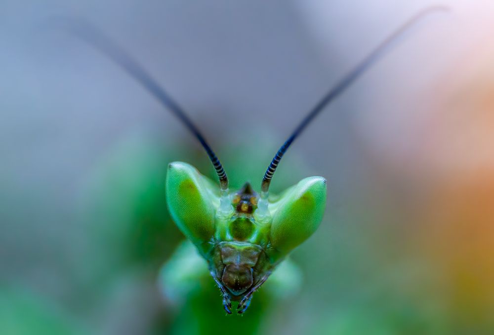 Photograph by Kushan Madushanka Sonnadara