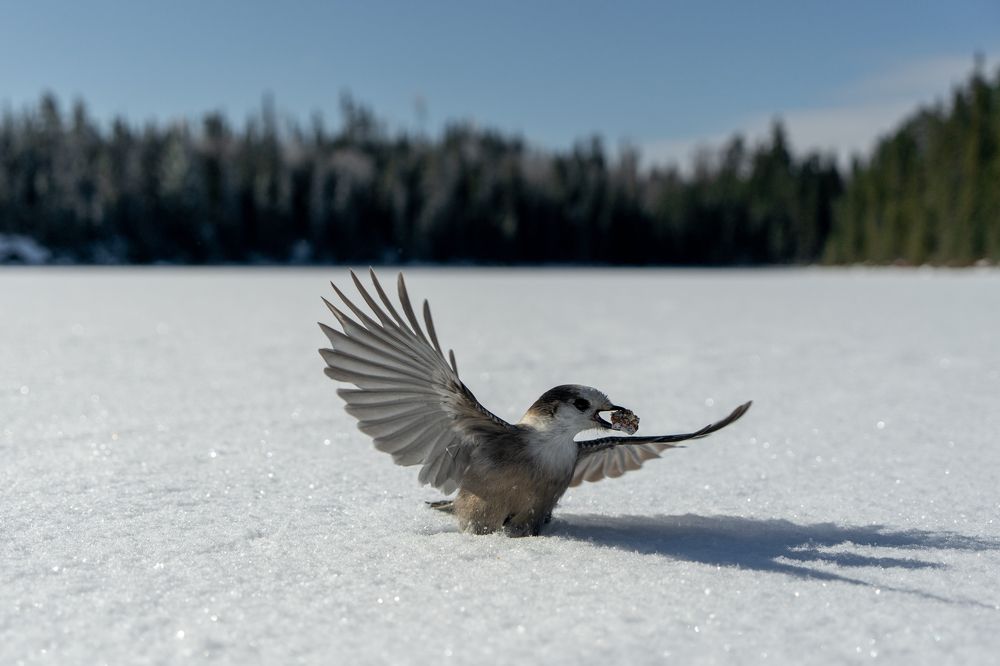 Caught with the prize