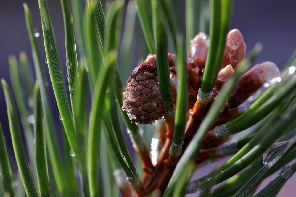 Веточка сосны.