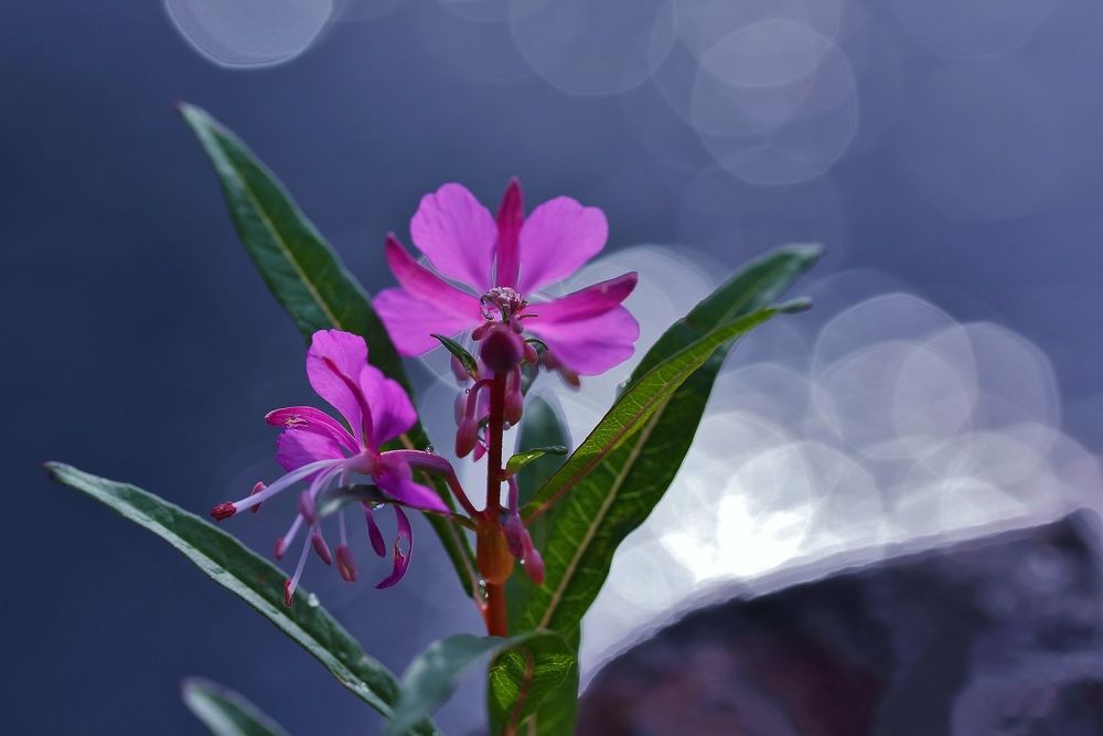 Цветок Иван-чая.